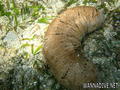 scuba diving photo