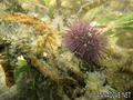 scuba diving photo