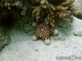 scuba diving photo