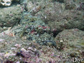 scuba diving photo