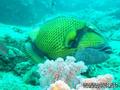 scuba diving photo