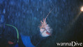 scuba diving photo