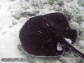 scuba diving photo