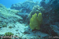 scuba diving photo