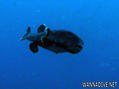 scuba diving photo