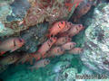 scuba diving photo