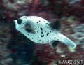 scuba diving photo