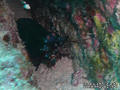 scuba diving photo