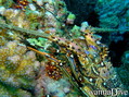 scuba diving photo