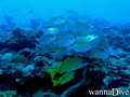 scuba diving photo