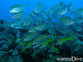 scuba diving photo