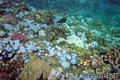 scuba diving photo