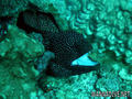 scuba diving photo