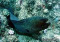 scuba diving photo