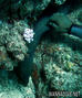 scuba diving photo