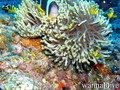 scuba diving photo