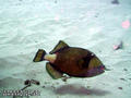 scuba diving photo