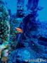 scuba diving photo