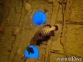 scuba diving photo