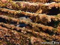 scuba diving photo