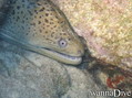 scuba diving photo