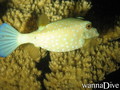 scuba diving photo