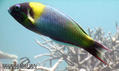 scuba diving photo
