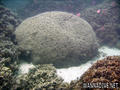scuba diving photo