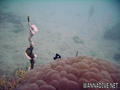 scuba diving photo