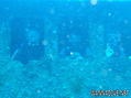 scuba diving photo