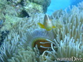 scuba diving photo