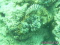 scuba diving photo
