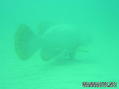 scuba diving photo