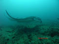 scuba diving photo