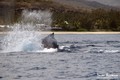 scuba diving photo