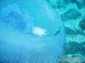 scuba diving photo
