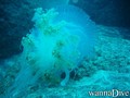 scuba diving photo