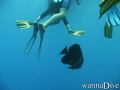 scuba diving photo
