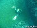 scuba diving photo