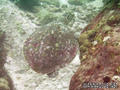 scuba diving photo