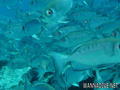 scuba diving photo
