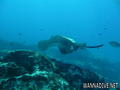 scuba diving photo