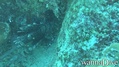 scuba diving photo