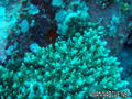 scuba diving photo