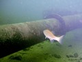 scuba diving photo