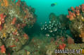 scuba diving photo