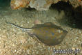 scuba diving photo