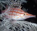 scuba diving photo
