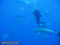 scuba diving photo