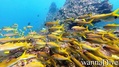 scuba diving photo